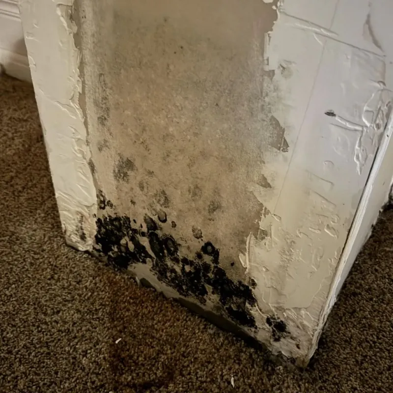 Professional Mold Removal in Davidsville, PA
